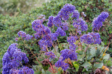 Limonium perezii is a species of Limonium， Perez's sea lavender and seafoam statice. Monterey, California. 