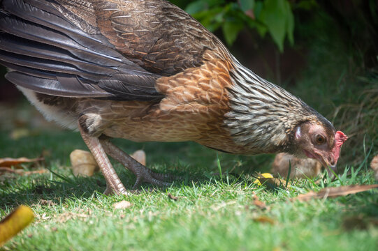 Gallina picoteando el suelo mientras busca comida junto a sus pollitos en el Viejo San Juan, San Juan, Puerto Rico. La escena muestra la vida cotidiana y la fauna urbana en conjunto.