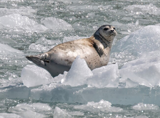 Harabor Seal on Iceberg, Dawes Glacier