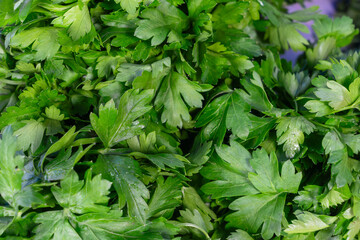Lush vibrant green parsley foliage healthy organic culinary herb closeup for food garnish. The taste of freshness in nature concept healthy living and culinary inspiration with green parsley.