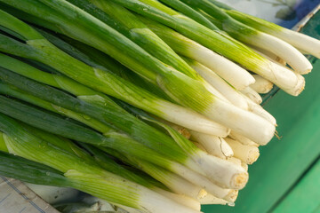 Fototapeta premium Fresh green onions with drops of water on a market counter. Bunch of organic spring onions close up healthy vegetables with green stalks freshly harvested and displayed in natural light.