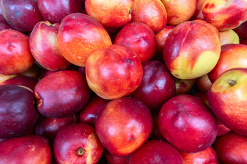 Heap of colorful fresh nectarines. Luscious nectarines glowing with natural light perfect for a...
