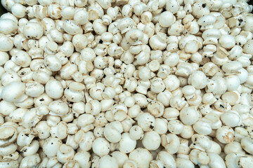 Fresh White Button Mushrooms Displayed at a Local Market. Market Fresh White Button Mushrooms Embracing the Essence of Culinary Creativity and Seasonal Delights.