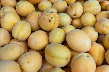 Golden orange apricots fresh from the farm. Vibrant healthy harvest of organic garden apricots. Sun kissed fruits symbolize abundance and healthy living.