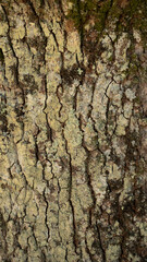 Naklejka premium A close-up and detailed shot of the rough bark of a tree. The surface features deep cracks, intricate patterns, and a variety of brown, gray, and green hues, with moss or lichens