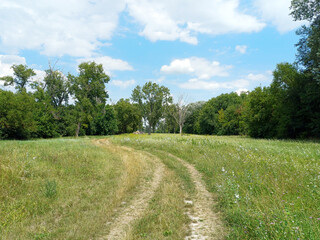 Dirt Path Through the Summer Meadow