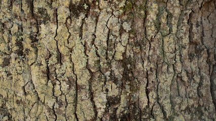A close-up and detailed shot of the rough bark of a tree. The surface features deep cracks, intricate patterns, and a variety of brown, gray, and green hues, with moss or lichens