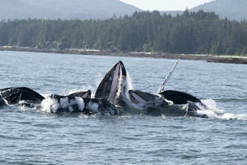 Humpback Whales Bubble Net Feeding, Frederick Sound, Alaska