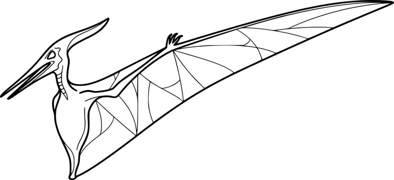 Pterosaur fossil wing membrane outline vector

