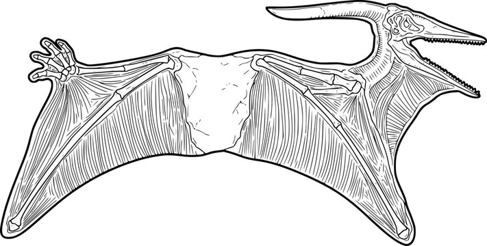 Pterosaur fossil wing membrane outline vector
