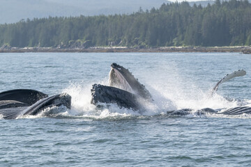 Fototapeta premium Humpback Whales Bubble Net Feeding, Frederick Sound, Alaska