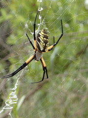 Orb weaver spider