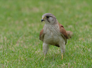 Australian Kestrel also known as Nankeen Kestrel (Falco cenchroides) closeup standing on a green...