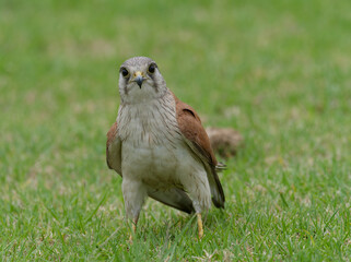 Australian Kestrel also known as Nankeen Kestrel (Falco cenchroides) closeup standing on a green...