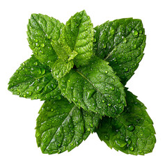 Fresh mint leaves with water droplets isolated on transparent background 