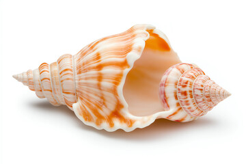 Obraz premium An exquisite seashell with natural colors and textures stands out.