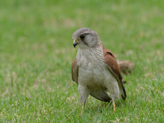 Australian Kestrel also known as Nankeen Kestrel (Falco cenchroides) closeup standing on a green...