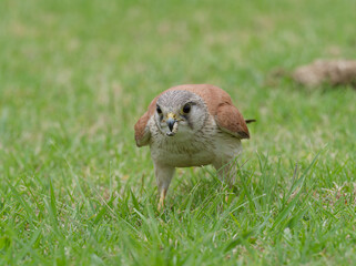 Australian Kestrel also known as Nankeen Kestrel (Falco cenchroides) closeup standing on a green...