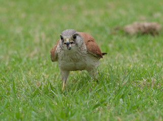 Australian Kestrel also known as Nankeen Kestrel (Falco cenchroides) closeup standing on a green...