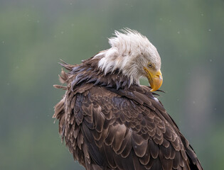Bald Eagle Preening