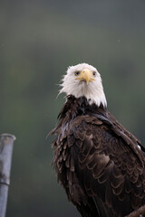 Bald Eagle Closeup, Juneau, Alaska