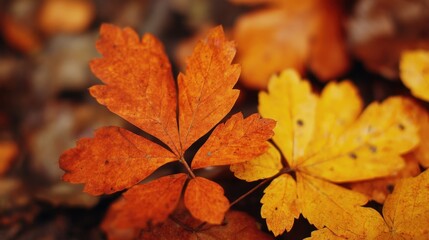 Fototapeta premium A solitary leaf lying on the ground, symbolizing nature and abandonment - Chaos