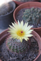 A beautiful yellow flower of a small cactus in a cactus garden