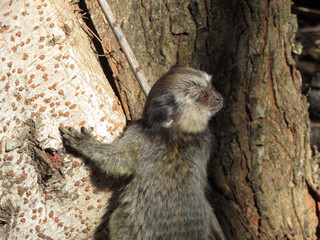 A small baby marmoset in a tree looking for its mother
