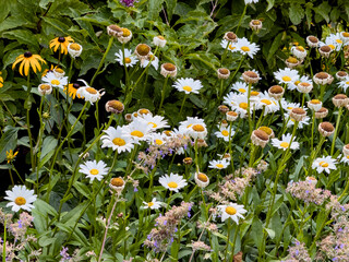 Beautiful flowers in a flower bed