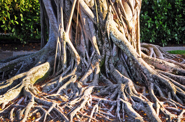 Ancient Banyan Tree in Florida