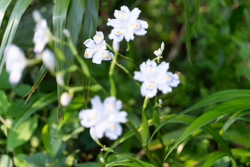 White Iris Japonica in Forest④