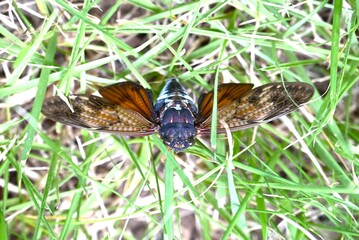 Morphology of cicadas. Insect background material. Cicadas live as larvae underground for seven...