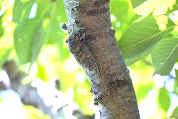 Morphology of cicadas. Insect background material. Cicadas live as larvae underground for seven...