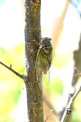 Morphology of cicadas. Insect background material. Cicadas live as larvae underground for seven...