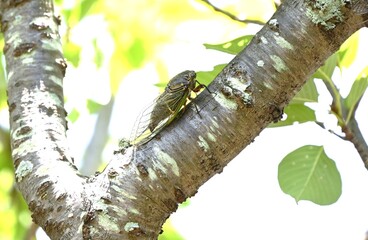 Morphology of cicadas. Insect background material. Cicadas live as larvae underground for seven...