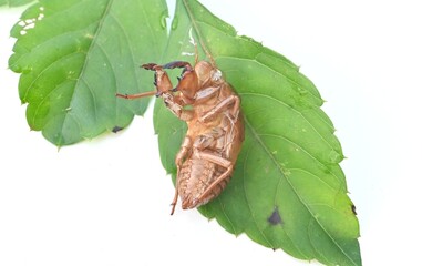 Morphology of cicadas. Insect background material. Cicadas live as larvae underground for seven...