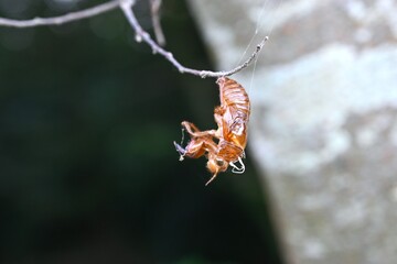Morphology of cicadas. Insect background material. Cicadas live as larvae underground for seven years and finish their lifespan above ground in about one month.