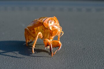 Morphology of cicadas. Insect background material. Cicadas live as larvae underground for seven years and finish their lifespan above ground in about one month.