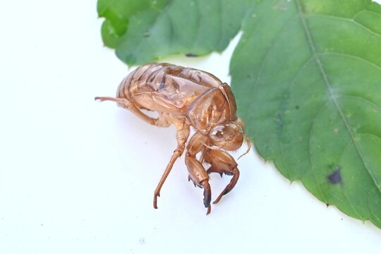 Morphology of cicadas. Insect background material. Cicadas live as larvae underground for seven years and finish their lifespan above ground in about one month.