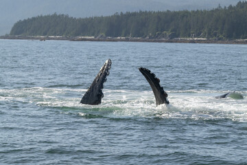 Fototapeta premium Whale Pectoral (Side) Fins, Humpback Whale