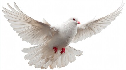 Obraz premium Ethereal White Dove Flying in Isolation - Peaceful and Graceful Bird in Flight