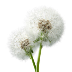 Two dandelion seed heads close-up