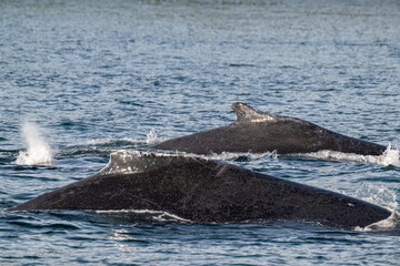 Humpback Whale Dorsal Fins