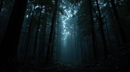 Fototapeta premium Misty forest path in deep shadows.