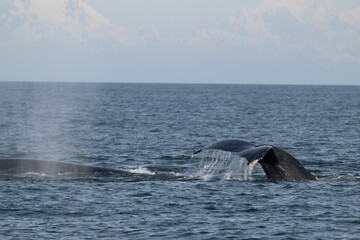 Fototapeta premium Whale Fluke, Frederick Sound
