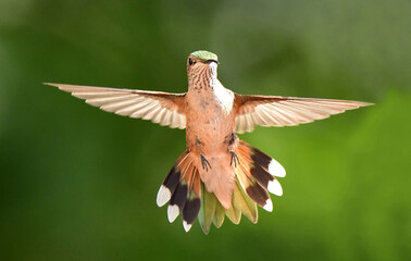 close up frontal view of female broad tailed hummingbird  with her wings spread in flight in summer broomfield, colorado