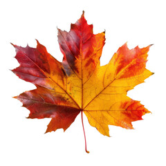 Obraz premium Vibrant Autumn Maple Leaf with Bright Colors on White Background