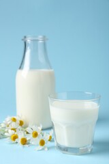 Fresh milk and chamomile flowers on light blue background, closeup