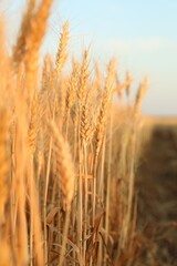 Golden wheat ears growing in field, closeup