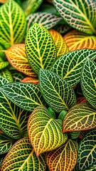 Fototapeta premium Closeup of colorful fittonia leaves with intricate vein patterns and textures